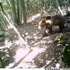 L'orso M49 catturato in Trentino: fuga terminata dopo due mesi
