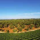 Xylella, immagini speciali dai droni per individuare il batterio. Pubblicata la ricerca Xylella, immagini speciali dai droni per individuare il batterio. Pubblicata la ricerca