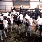 Mucca pazza, nuovo caso in Scozia: torna l'incubo del contagio