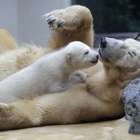 La cucciola di orso polare fa impazzire tutti