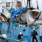 Balene, il Giappone riapre la caccia: «Riforniremo di carni fresche tutti quelli che le stanno aspettando»
