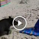 Invasione di cinghiali in spiaggia a caccia di cibo sotto gli ombrelloni: terrore tra i turisti