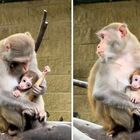 La scimmietta rubata (un macaco di soli 4 giorni) è di nuovo al sicuro tra le braccia della mamma. La gaffe che ha incastrato il rapinatore
