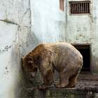 Orsi rinchiusi nella gabbia dello zoo bulgaro. Le tristi immagini riprese dalle associazioni: «Liberateli»