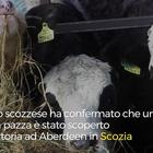 Scozia, un caso di mucca pazza