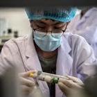 In Cina scoperto virus influenzale “potenzialmente pandemico” nei maiali