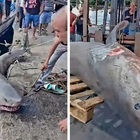 Grande squalo bianco ucciso in Tunisia