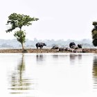 Alluvioni in India, gli animali fuggono dal parco nazionale allagato