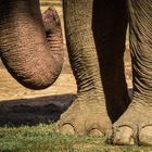 Elefante fa cadere la turista dalla sua groppa, la afferra con la proboscide, la lancia a terra e la schiaccia: «Ho sentito le ossa rompersi»