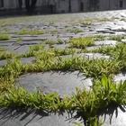 Piazza Navona, l'erba cresce "indisturbata" tra i sampietrini