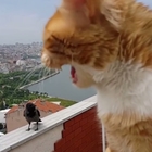 Lite in condominio tra una cornacchia e un gatto: sul balcone il "dialogo" è virale