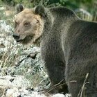 L'orso M49 si libera del collare di geolocalizzazione: è di nuovo libero e ricercato
