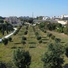 Lecce, verde in città: 27 alberi ogni 100 abitanti