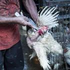 Coronavirus, Onu: «Chiudere i wet market, quell'inferno per gli animali dove nascono le pandemie»