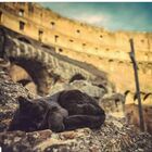 Colosseo, addio alla gatta Nerina, l'ultima "pantera" dell'arena. Lutto all'Anfiteatro Flavio