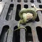 Il serpente cattura il geko, ma l'esito finale non è scontato