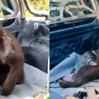 Cucciolo d'orso "ubriaco" salvato dai veterinari