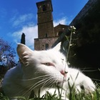 Orvieto, gatto avvelenato muore dopo ore di dolore: