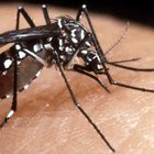 Zanzara Chikungunya, a Roma torna l'incubo: primo caso ad Aprilia. I sintomi
