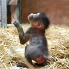Nuove nascite nello zoo francese: i cuccioli di mandrillo, leone e ippopotamo conquistano i visitatori