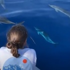 Ponza e Palmarola invase dai delfini: le immagini dell' avvistamento spettacolare