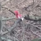 Scoiattoli rossi nel parco, svelato il mistero dei piccoli roditori con il manto colorato: «Non appartengono a una nuova specie»