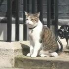 Londra, il gatto Larry compie 10 anni 