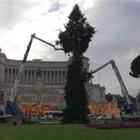 'Spelacchio is back', l'installazione dell'albero di Natale in piazza Venezia a Roma