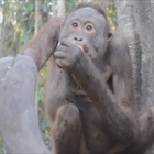 Il lieto fine di Bujing, l'orango più triste del mondo ora è un animale felice