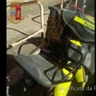 Le api occupano la sacca del postino: la polizia ne aspira 1500