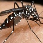 Allarme dengue