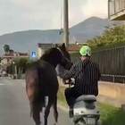 Coccodrillo combatte contro gli squali in spiaggia, un pescatore riprende la scena - Leggo.it