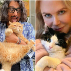 Festa del gatto il 17 febbraio: da Alessandro Borghese a Nicole Kidman