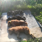 Cinque cani trovati morti, allarme bocconi avvelenati in Abruzzo: un sesto è in fin di vita