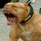 Pitbull azzanna una 30enne al petto e agli arti in strada, il cane immobilizzato con il taser dalla polizia e poi soppresso: «Troppo aggressivo»