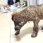 Pascal, il cucciolo vittima della crudeltà umana: affogato nella colla per gioco