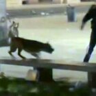 Milano, carabiniere spara al pitbull di un sospetto rapinatore