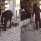Livorno, uccide un gatto e lo cucina in strada: video choc su Facebook