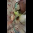 Paziente intubata ricoperta di formiche in ospedale