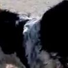 Incontra il padrone in carcere, guarisce il cane malato di malinconia Incontra il padrone in carcere, guarisce il cane malato di malinconia