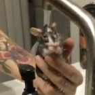Il topo che ama farsi la doccia nel lavandino