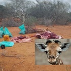 Kenya, uccidono e macellano una giraffa