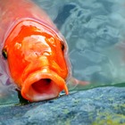 Pescato pesce rosso gigante da 30 chili: «Potrebbe essere il più grande al mondo». L'incredibile scoperta FOTO