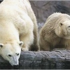 Orsi polari, in 35 anni addio al 30% degli esemplari