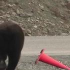 Alaska, l’orso pignolo si preoccupa del decoro stradale