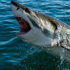 Australia, uomo ucciso da uno squalo di 4 metri. «Scena horror»