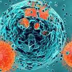Cancro, scoperta cellula immunitaria in grado di riconoscere diverse forme di tumore