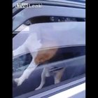 • Cane lasciato solo in auto si arrabbia col padrone: la sua reazione è incredibile
