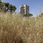 Napoli, si ripulisce il parco De Simone a Ponticelli: erba oltre due metri