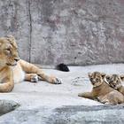 Roma, ecco i due cuccioli femmina di leone asiatico nati al Bioparco: oggi la prima uscita "ufficiale"